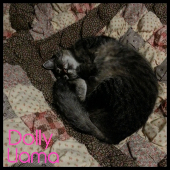 ♡ For the love of animals ♡ - Picture 6 of 8